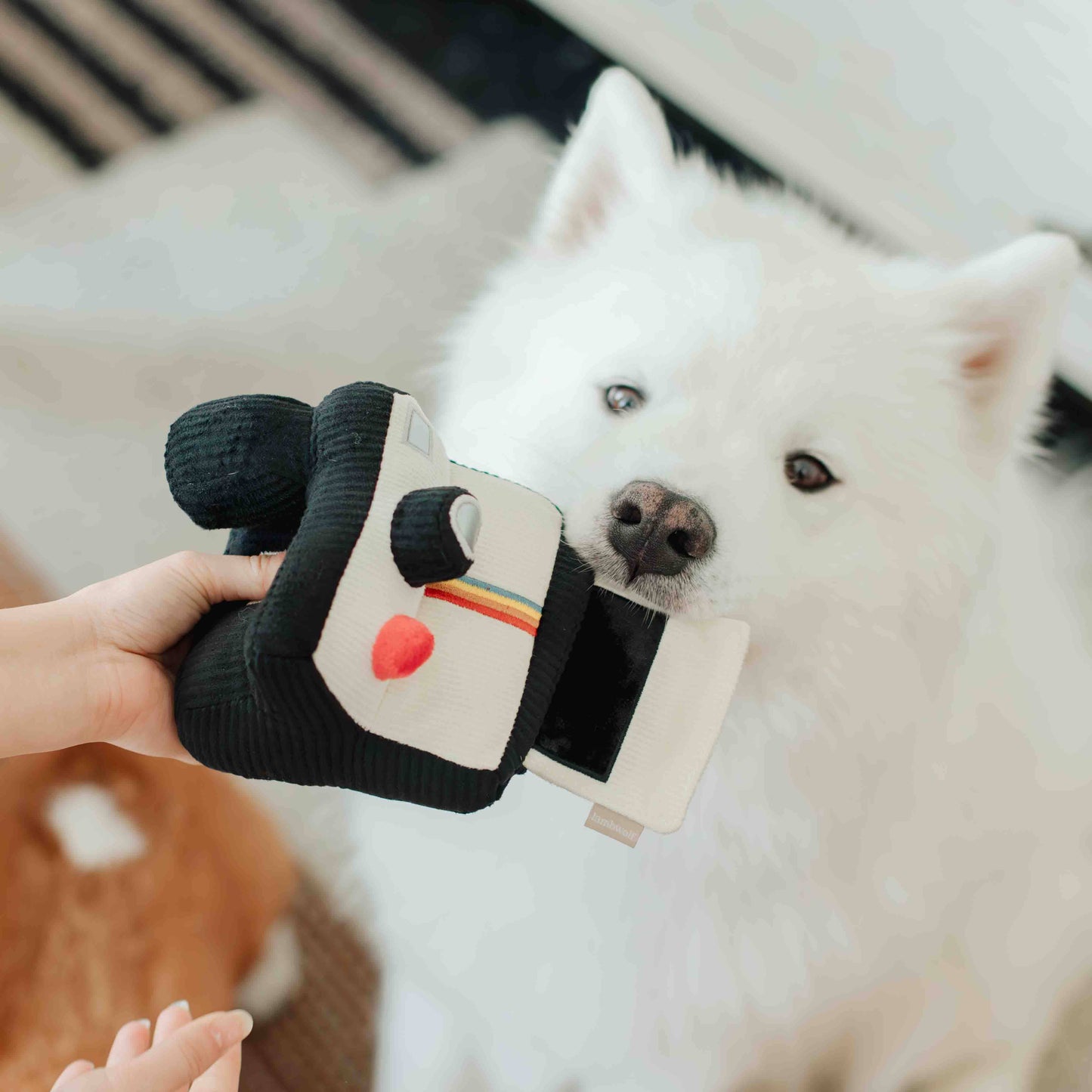 INSTANT CAMERA // ENRICHMENT DOG TOY