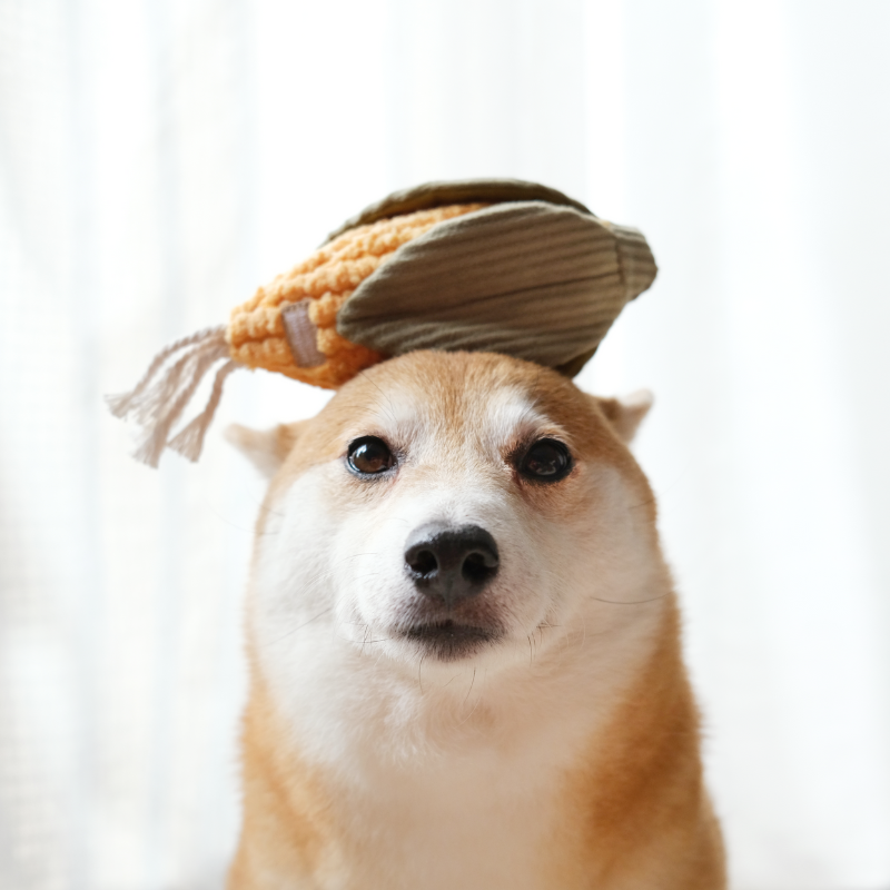 CORN //ENRICHMENT DOG TOY