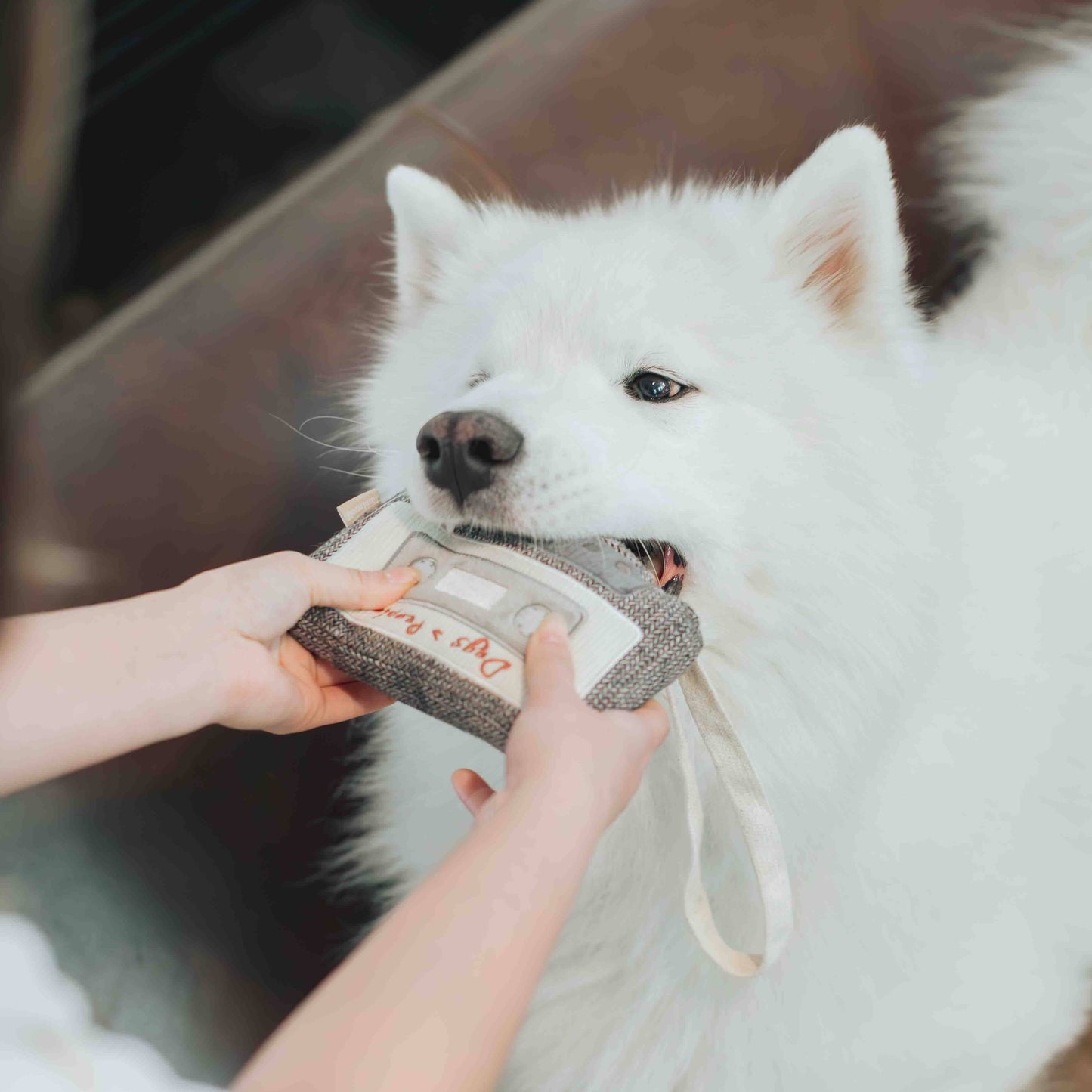 CASSETTE // ENRICHMENT DOG TOY