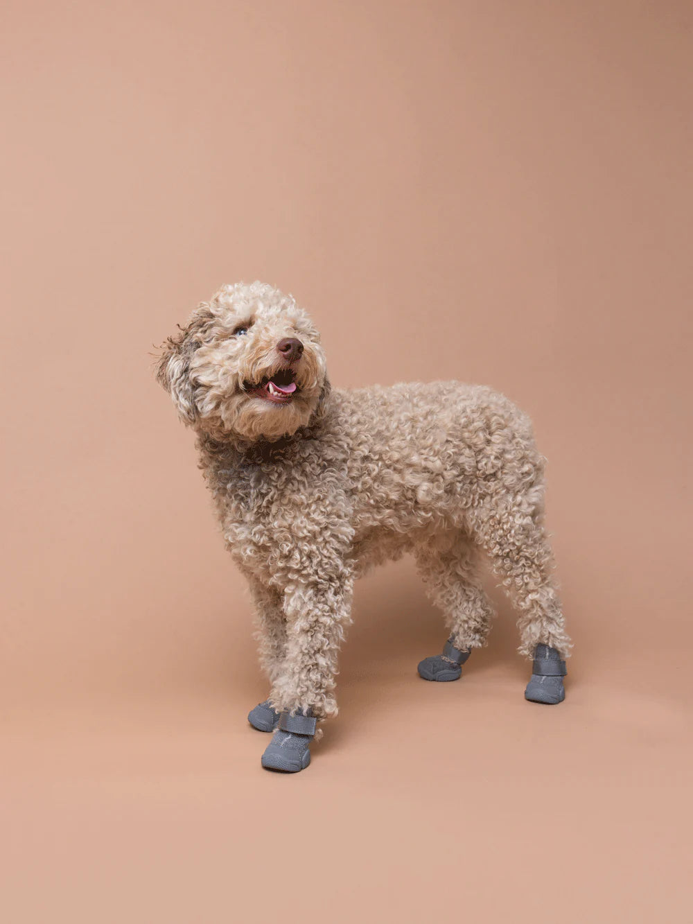 Dog Sneakers (Wool)