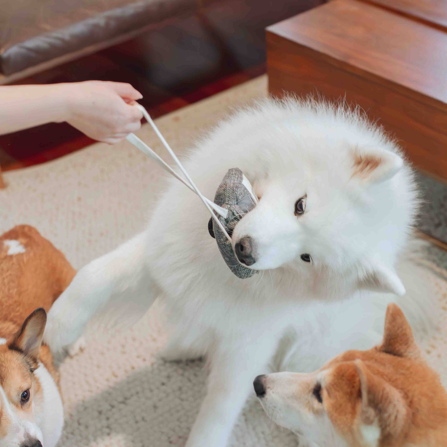 CASSETTE // ENRICHMENT DOG TOY