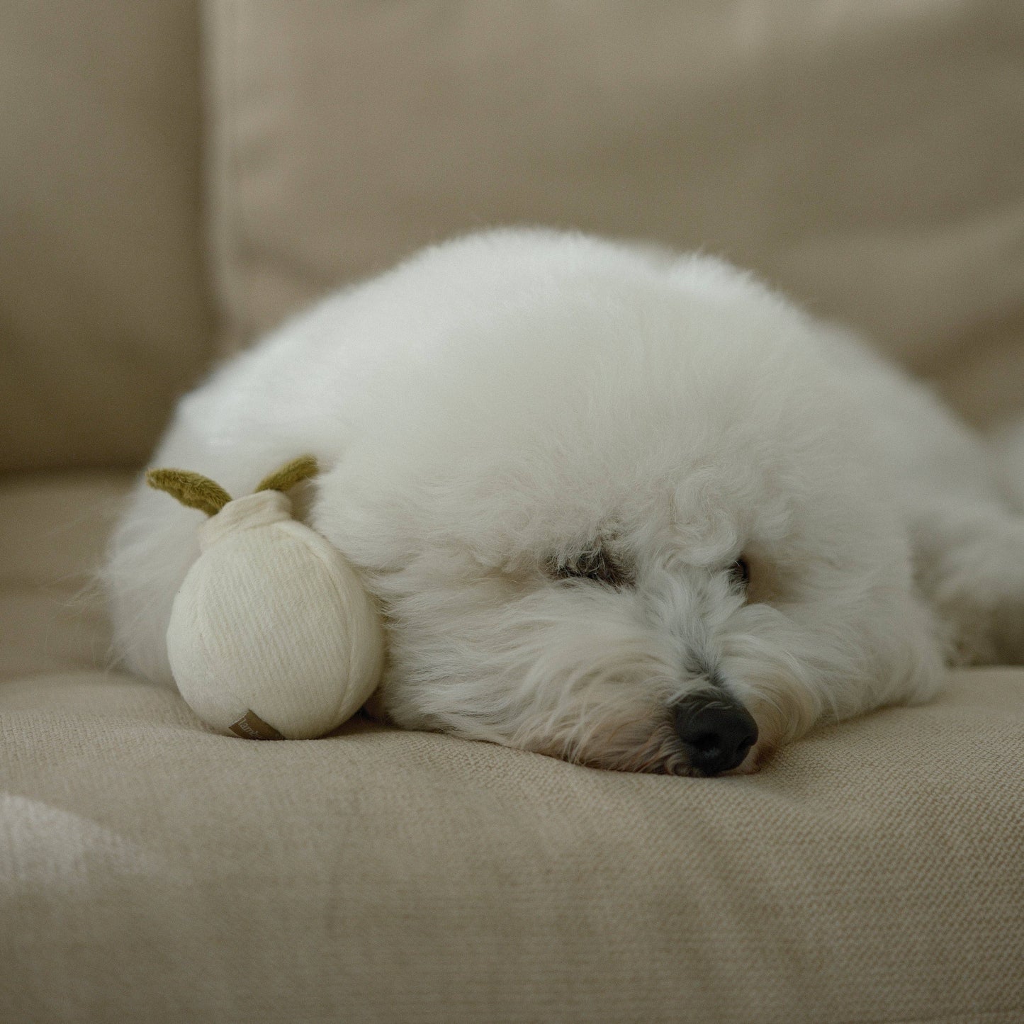 GARLIC POP//ENRICHMENT DOG TOY