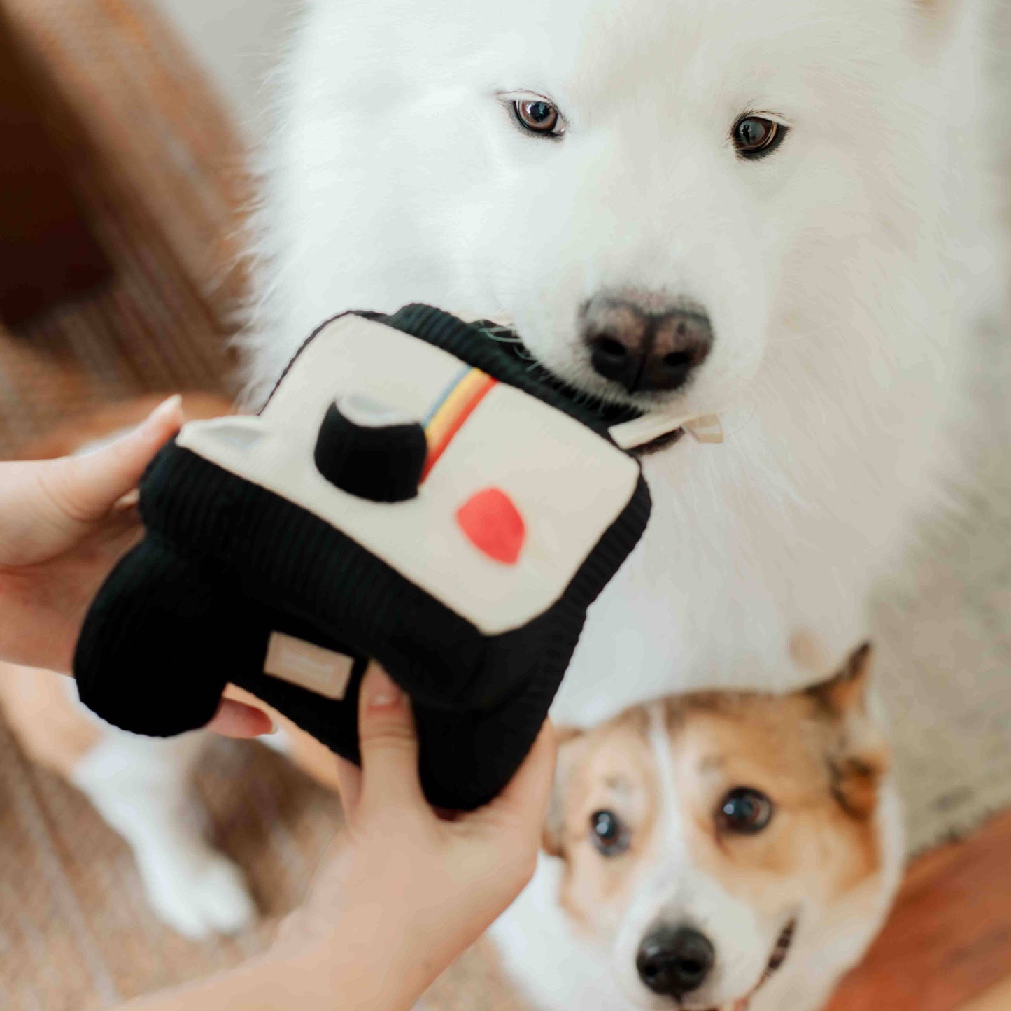 INSTANT CAMERA // ENRICHMENT DOG TOY