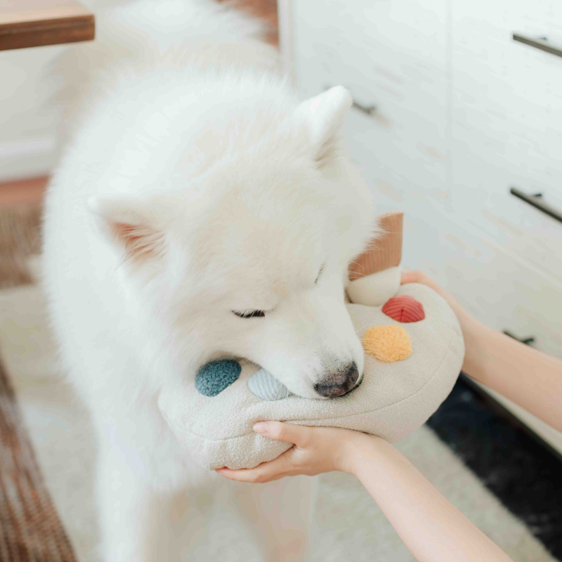 Color Palette Set // ENRICHMENT DOG TOY