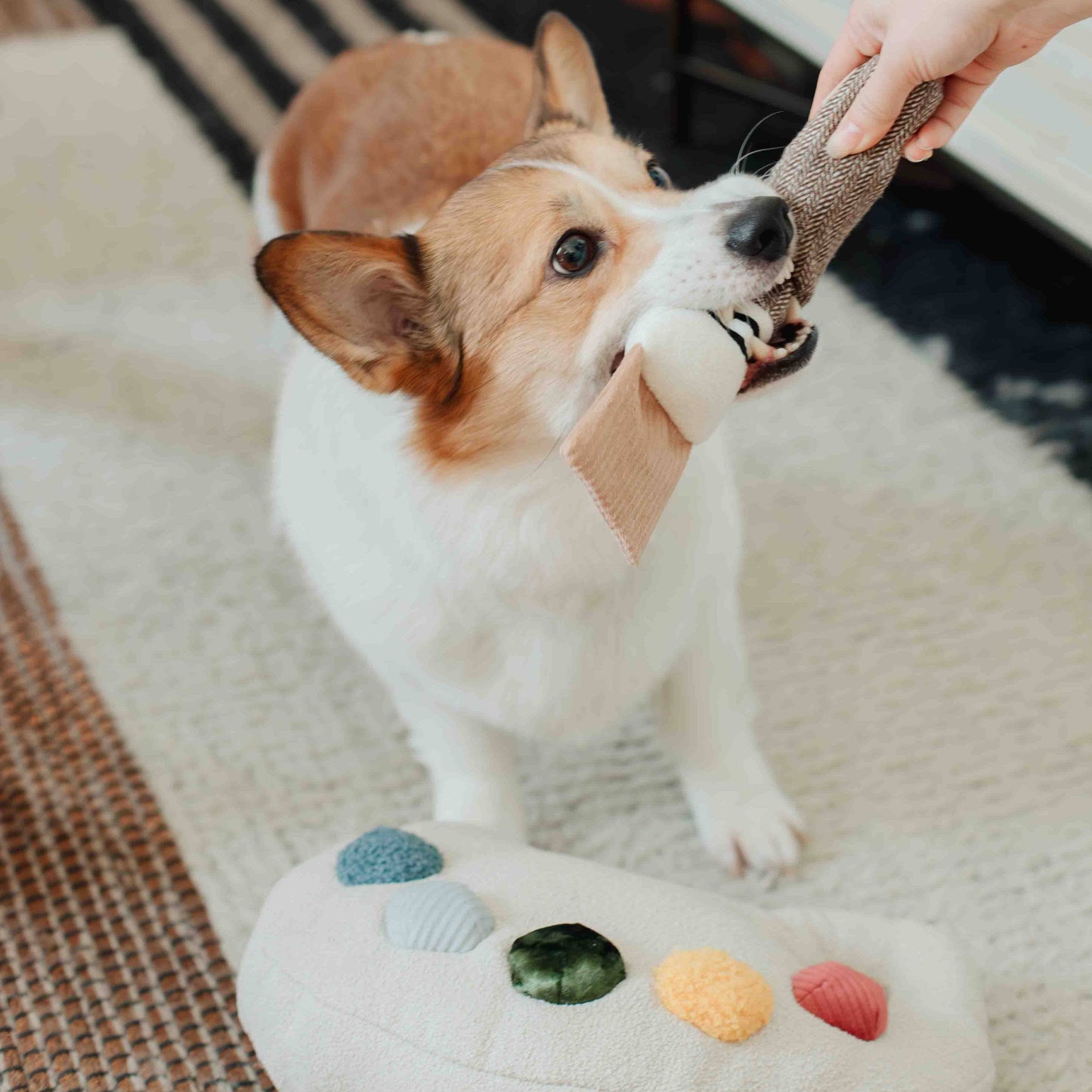 Color Palette Set // ENRICHMENT DOG TOY
