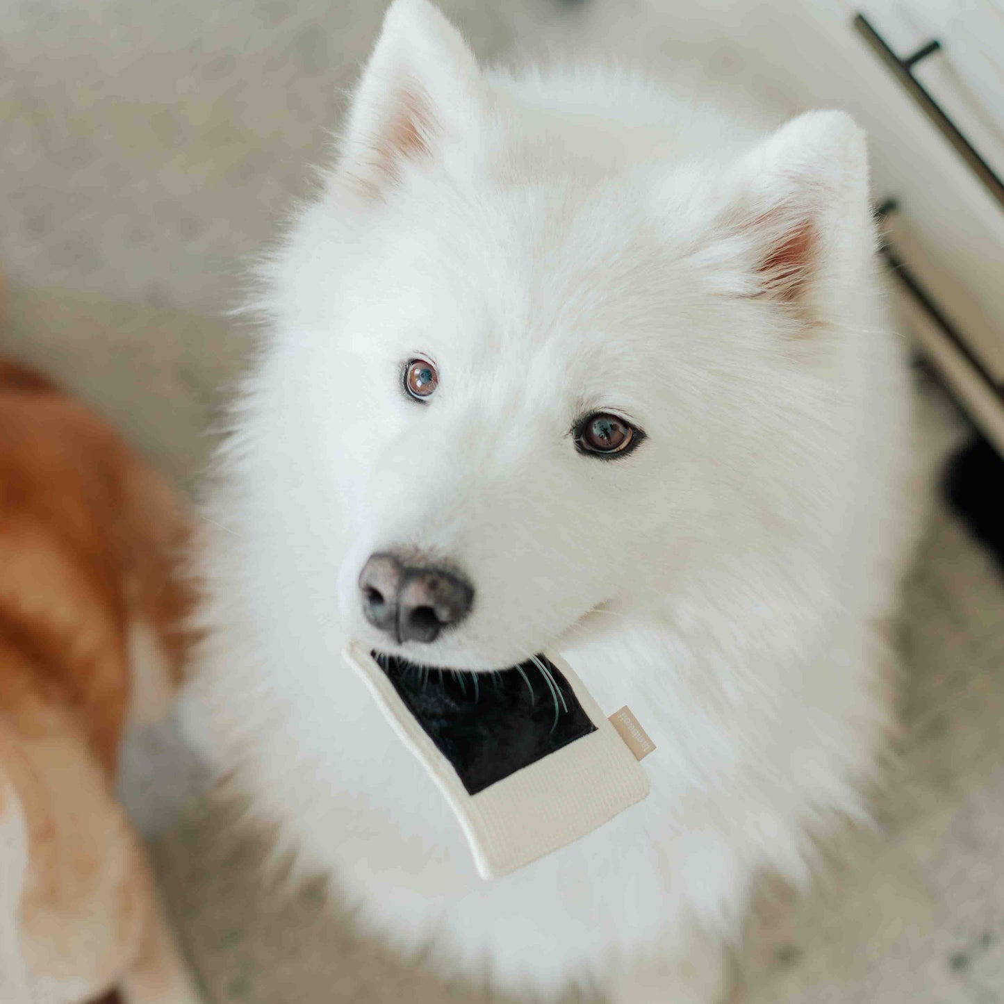 INSTANT CAMERA // ENRICHMENT DOG TOY