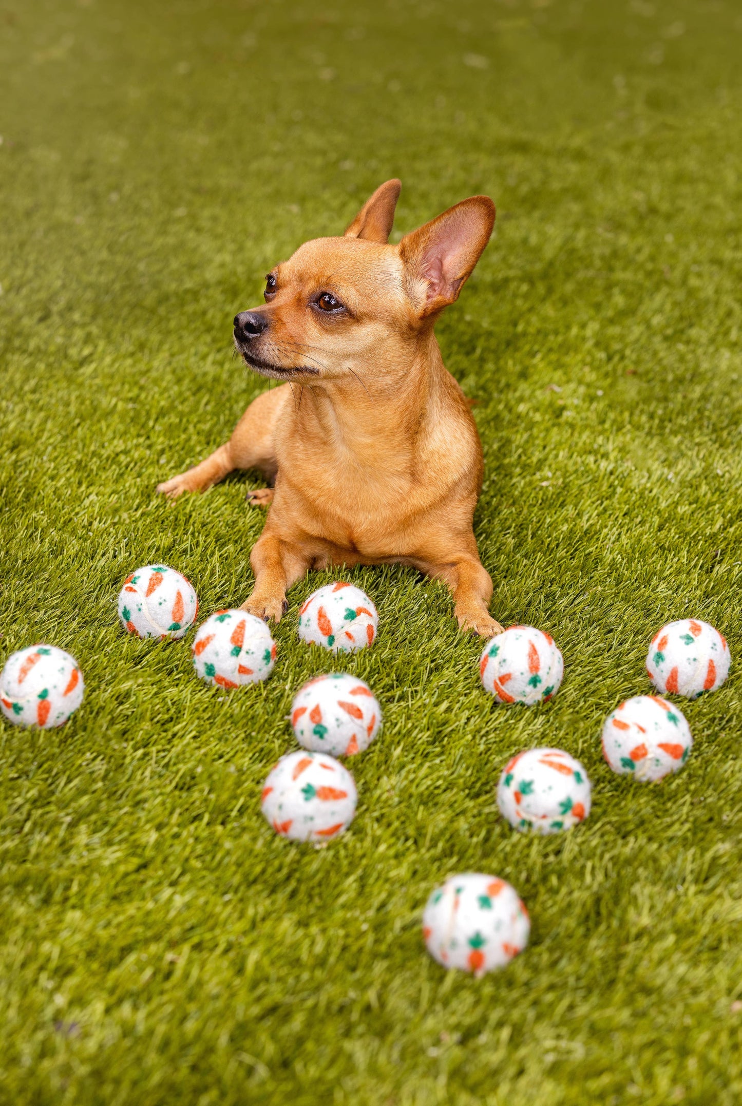 Easter Carrot Dog Tennis Balls