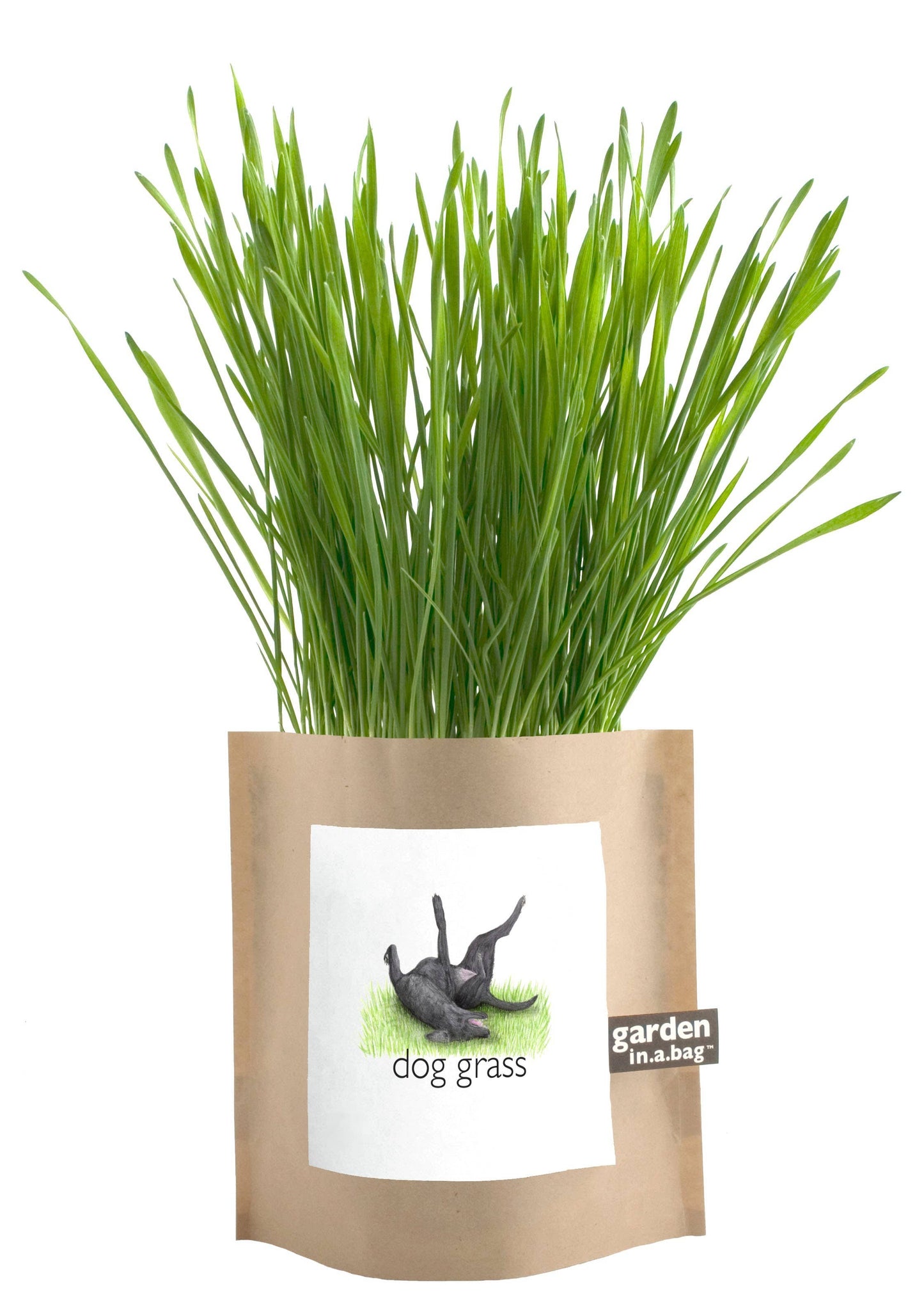 Garden in a Bag | Dog Grass