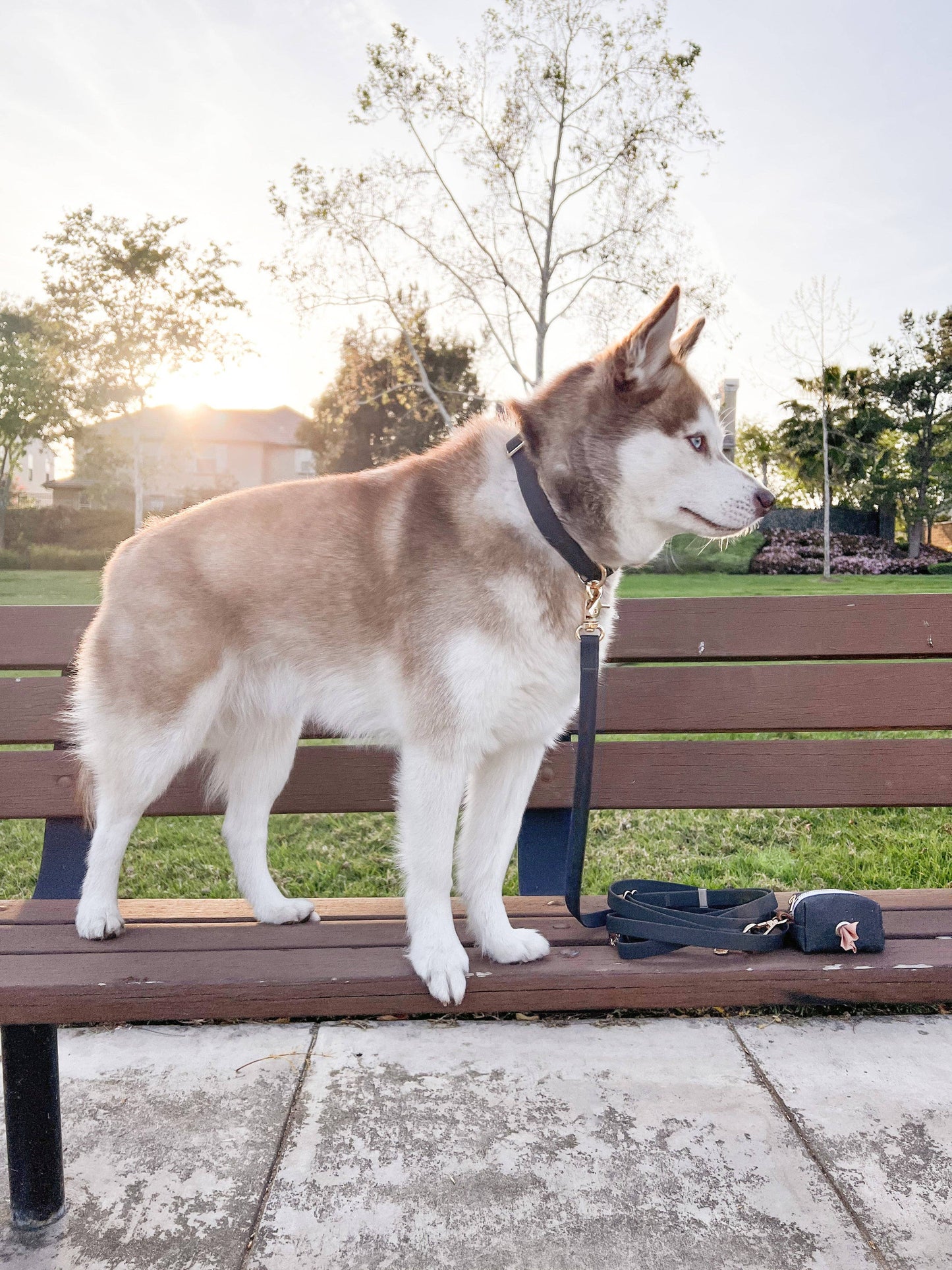 Ember Black Waterproof Dog Collar