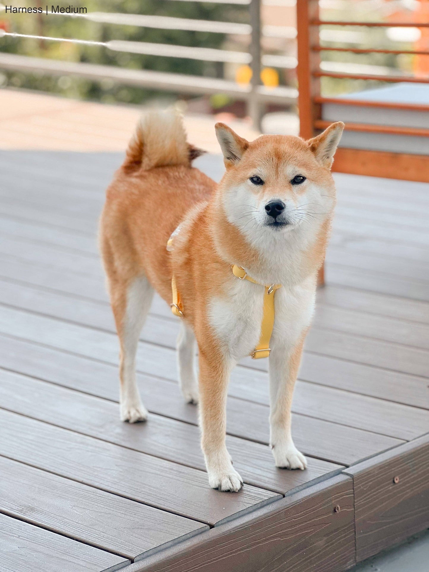 Dandelion Yellow Cloud Lite Dog Harness