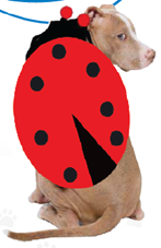 Pet Apparel - Lady Bug