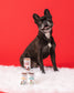 Holiday Mini Tube: Feliz Navidad - Dog Treats