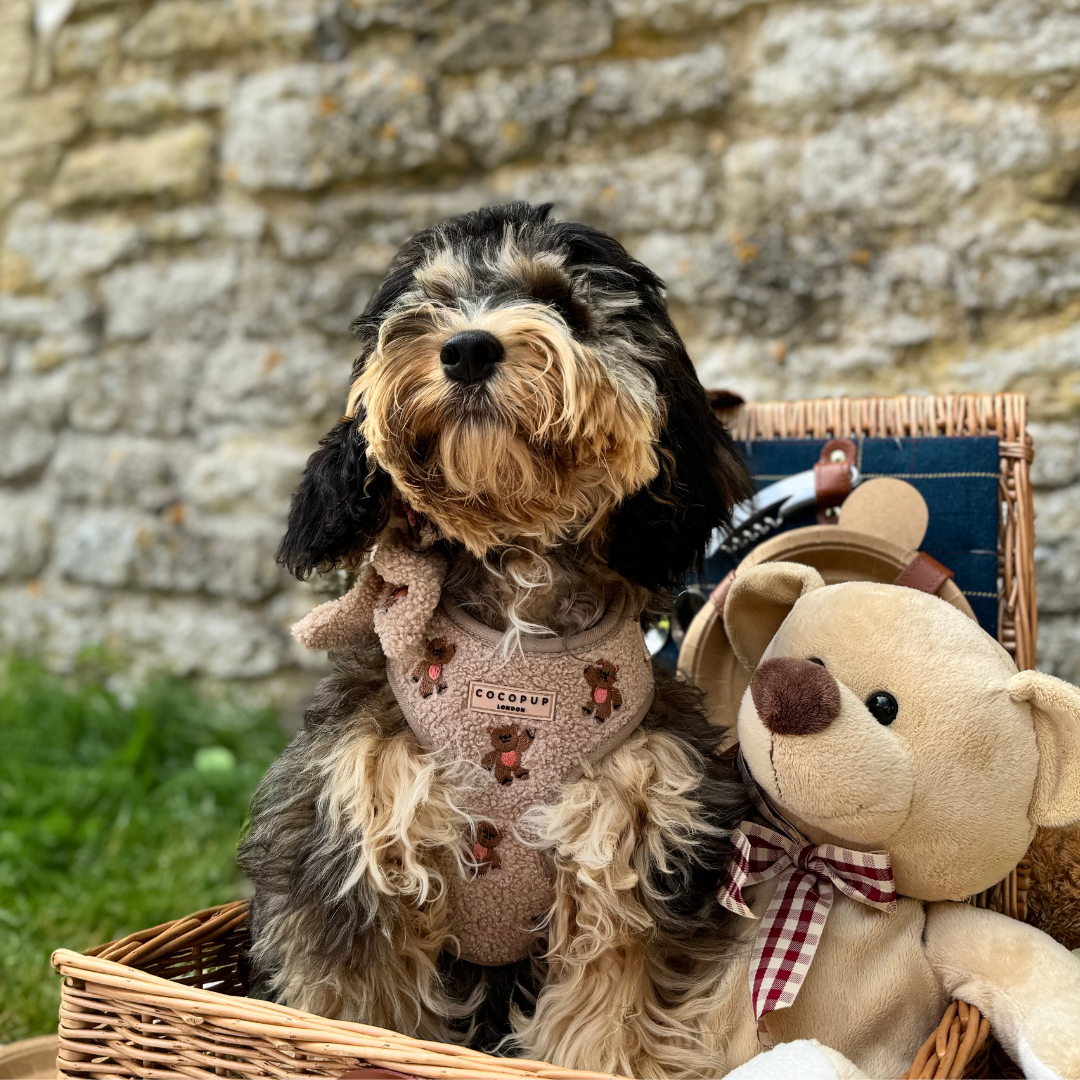 Theo Embroidered Teddy Adjustable Neck Harness