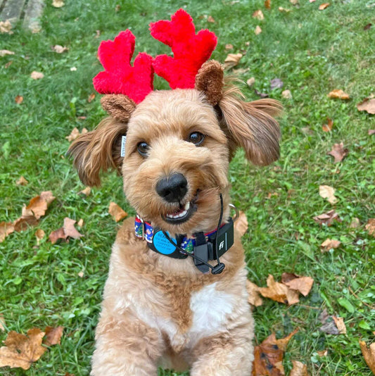 Midlee Christmas Reindeer Small Dog Antlers