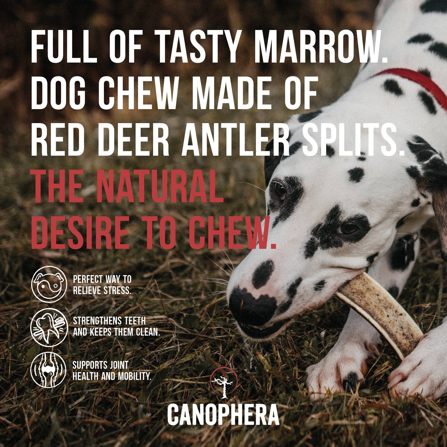 Dog Chew Made of Red Deer Antler Splits.: English / M