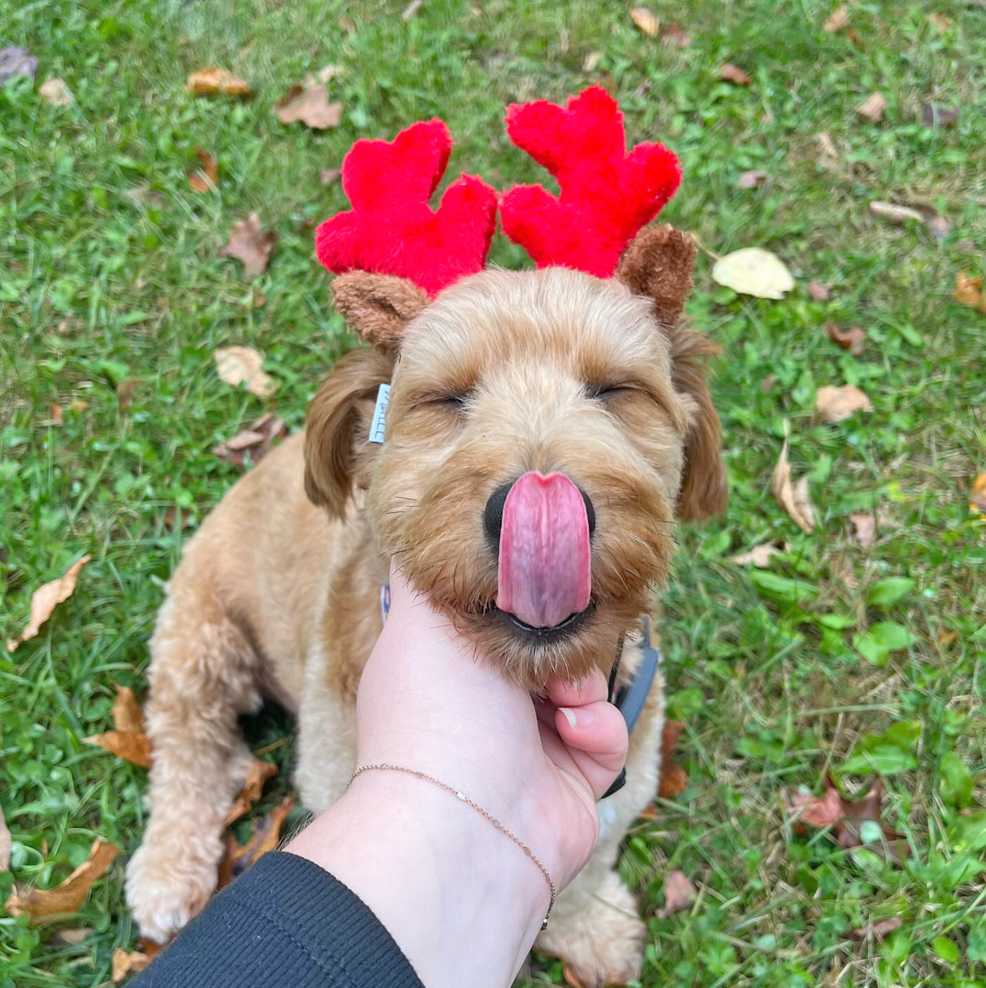 Midlee Christmas Reindeer Small Dog Antlers