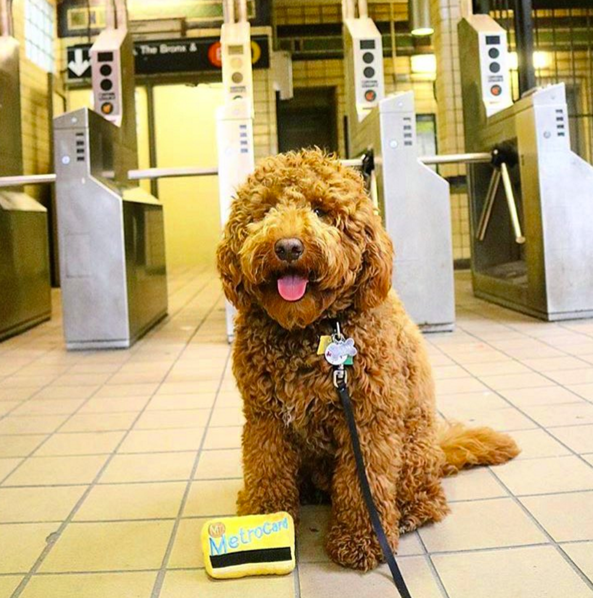 MTA NYC Metrocard Plush Dog Toy: Default Title