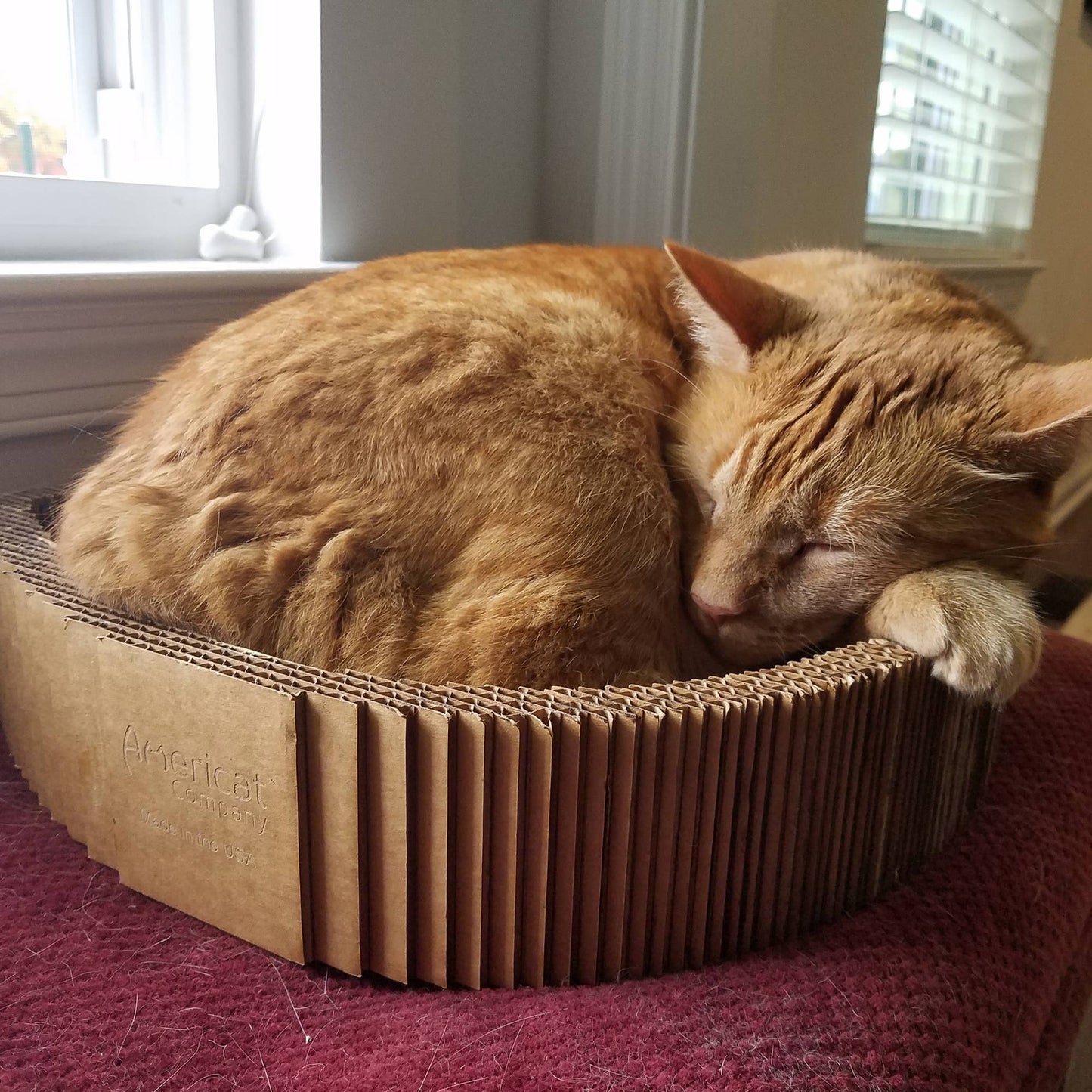Made in the USA Cat Scratching Pad Lounge Bed