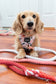 Dog Rope Leash - Poppy