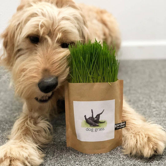 Garden in a Bag | Dog Grass