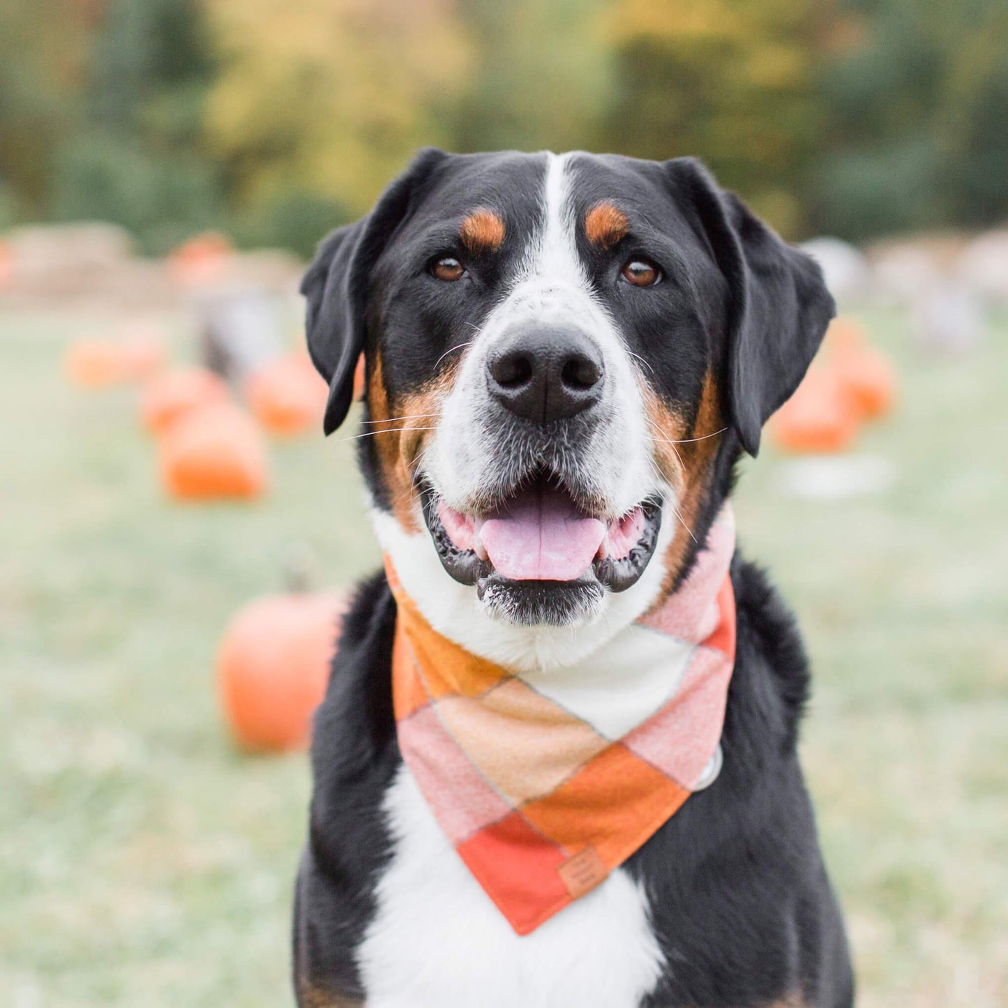 Pumpkin Spice Flannel Fall Dog Bandana