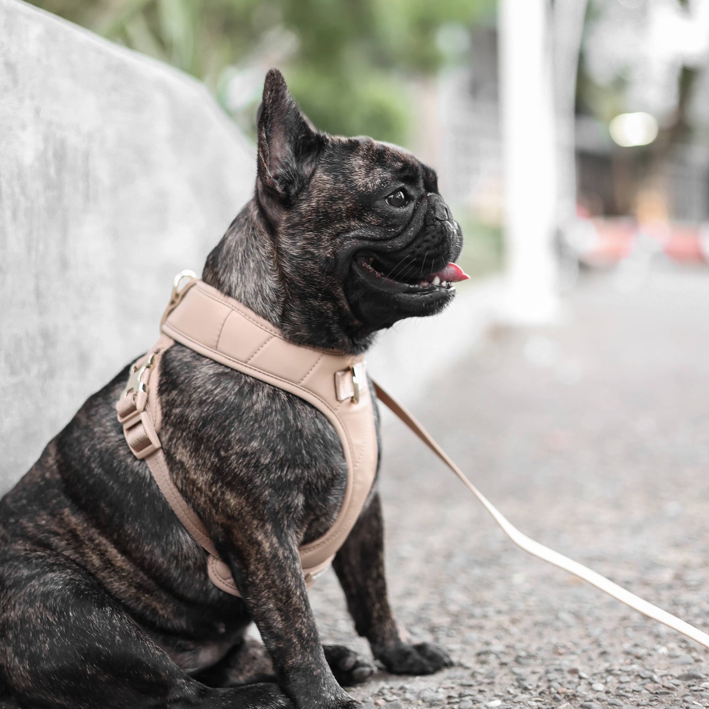 Roam Luxe Harness (Desert) | Dog Walking Gear | Dog Harness