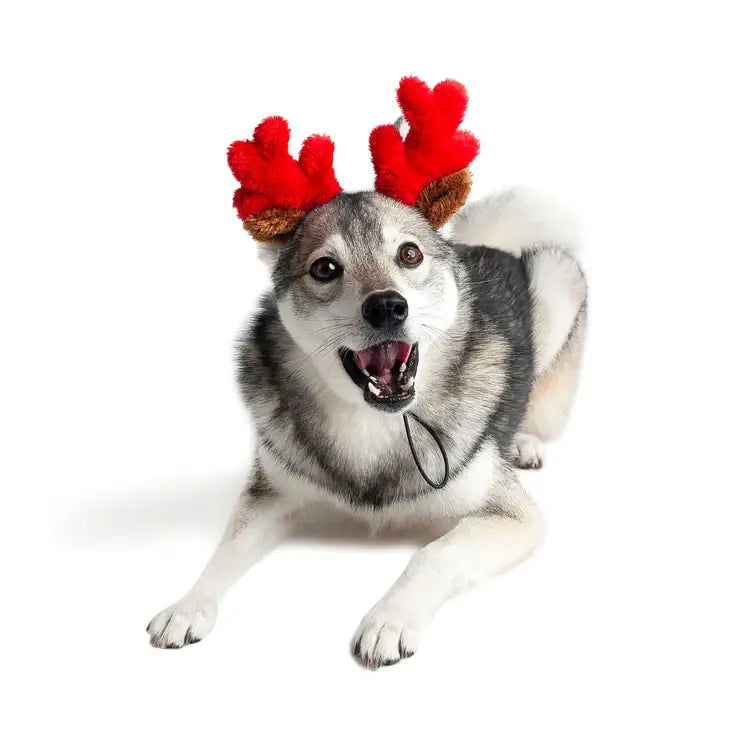 Midlee Christmas Reindeer Small Dog Antlers