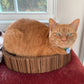 Made in the USA Cat Scratching Pad Lounge Bed