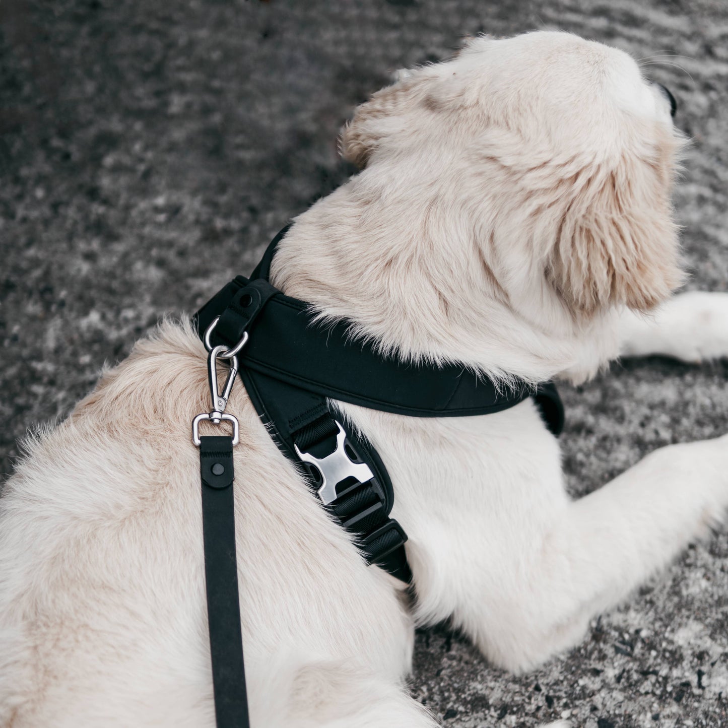 Roam Luxe Harness (Black) | Dog Walking Gear | Dog Harness