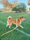 Dandelion Yellow Cloud Lite Dog Harness