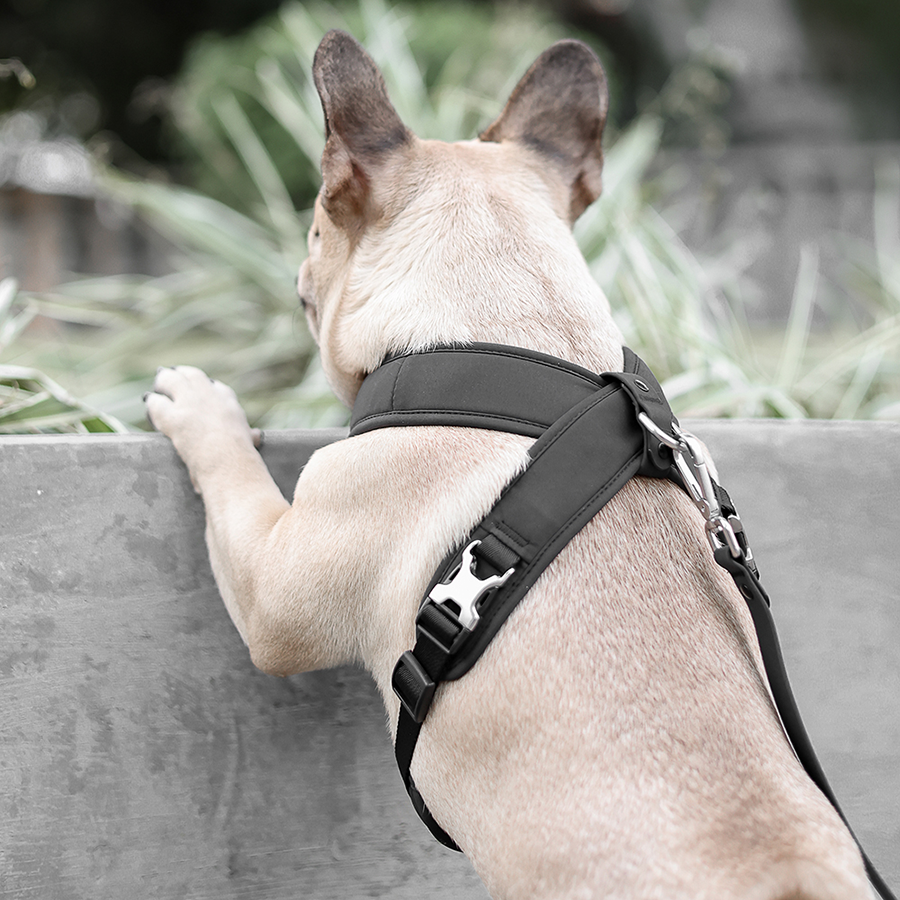 Roam Luxe Harness (Black) | Dog Walking Gear | Dog Harness