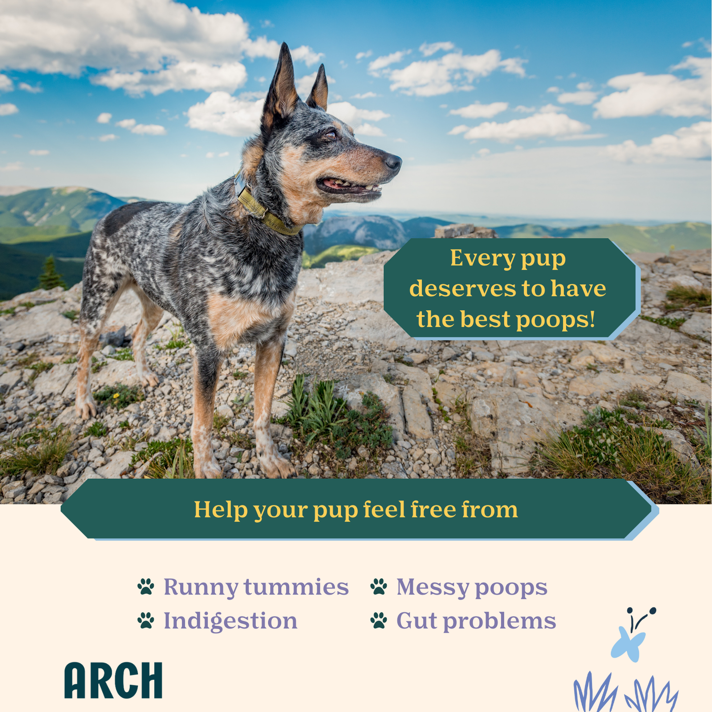 Digestive Health Prebiotic and Probiotic Dog Treat