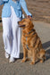 Malibu Blue Cloud Lite Dog Harness