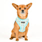 ARDEN DOG HARNESS OVER-THE-HEAD ADJUSTBALE CHECKERED