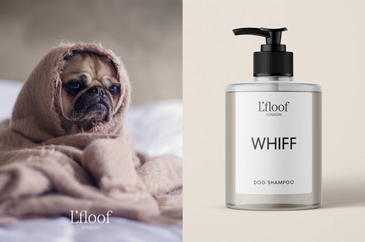 Natural Orange Oil Dog Shampoo - 500ml - L'floof WHIFF