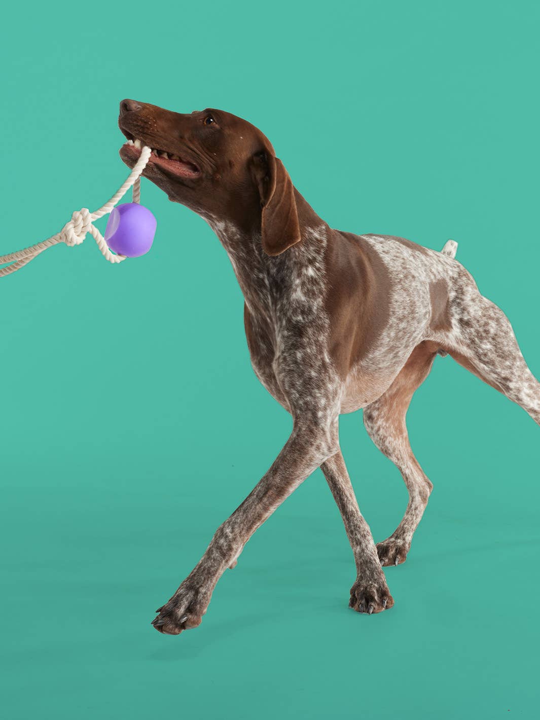 Yomp Ball Rope: Engaging Ball and Rope Toy for Dogs