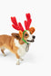 Midlee Christmas Reindeer Antlers with Ears for Large Dogs