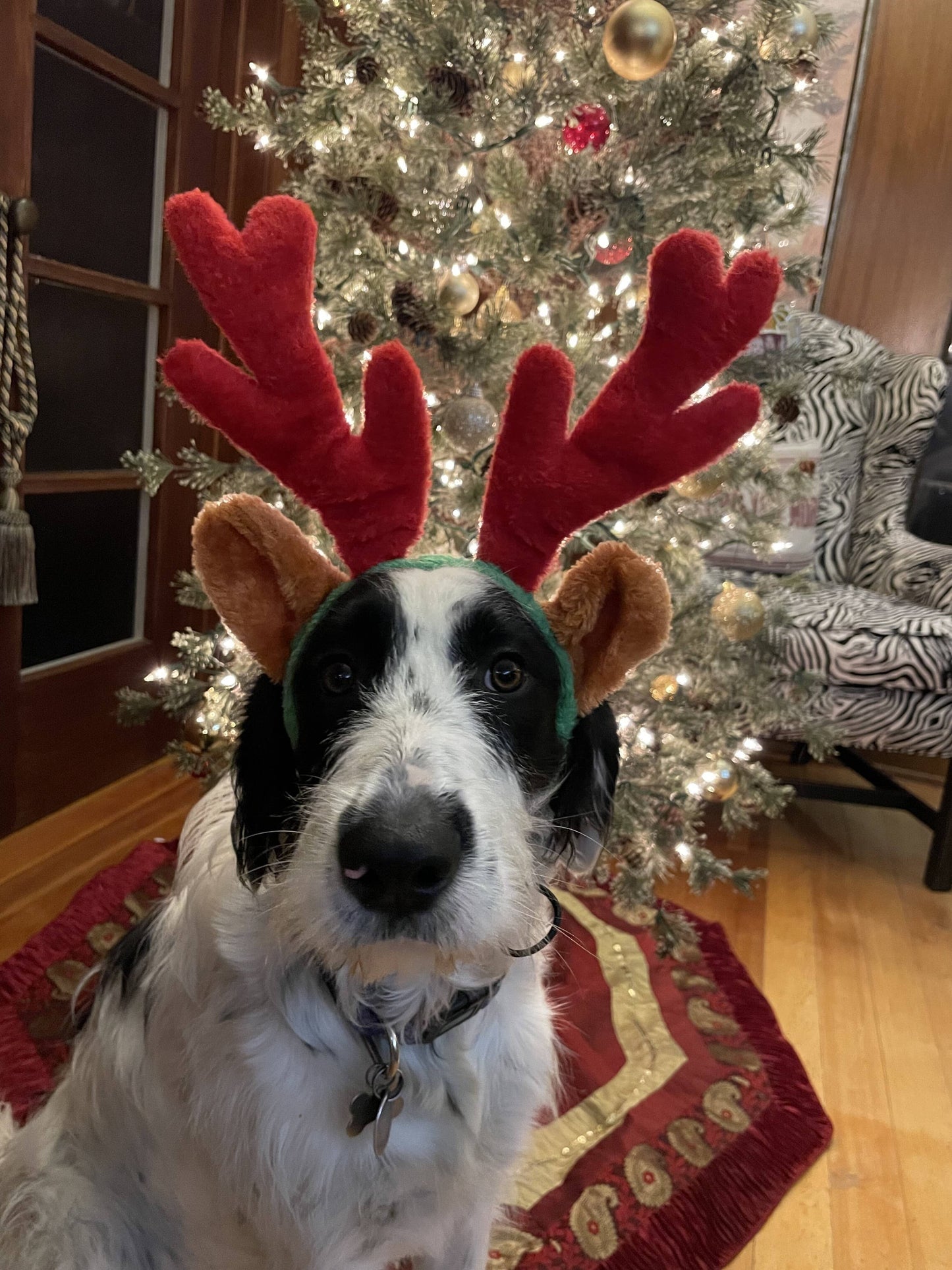 Midlee Christmas Reindeer Antlers with Ears for Large Dogs