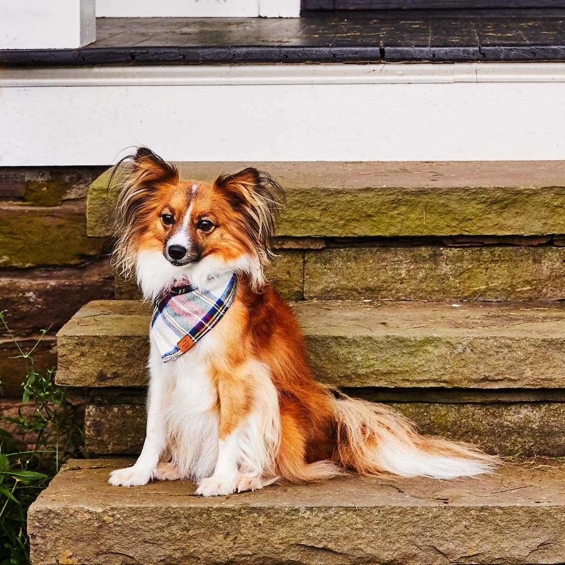 Regent Plaid Flannel Holiday Dog Bandana: Medium