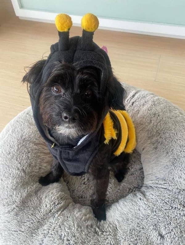 Pet Apparel - The Wanna-Bee