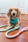 Dog Rope Leash - Sherbet