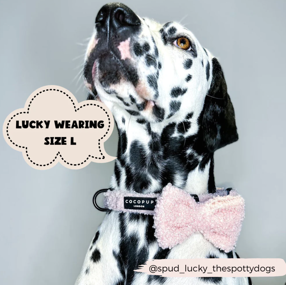 Teddy Bow Tie - Love-A-Lot