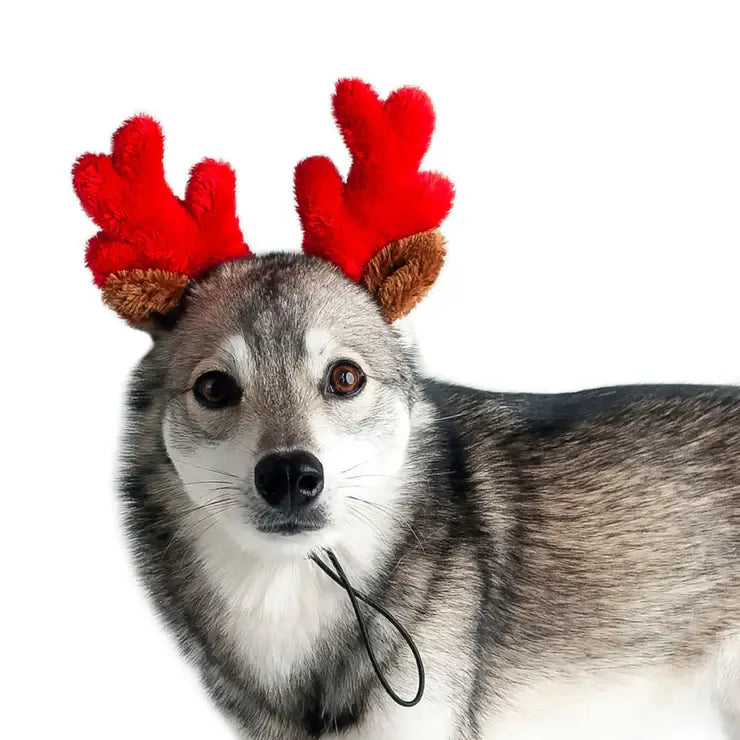 Midlee Christmas Reindeer Small Dog Antlers