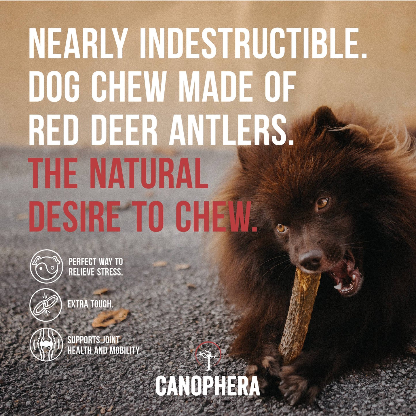 Dog Chew Made of Red Deer Antlers.: English / S