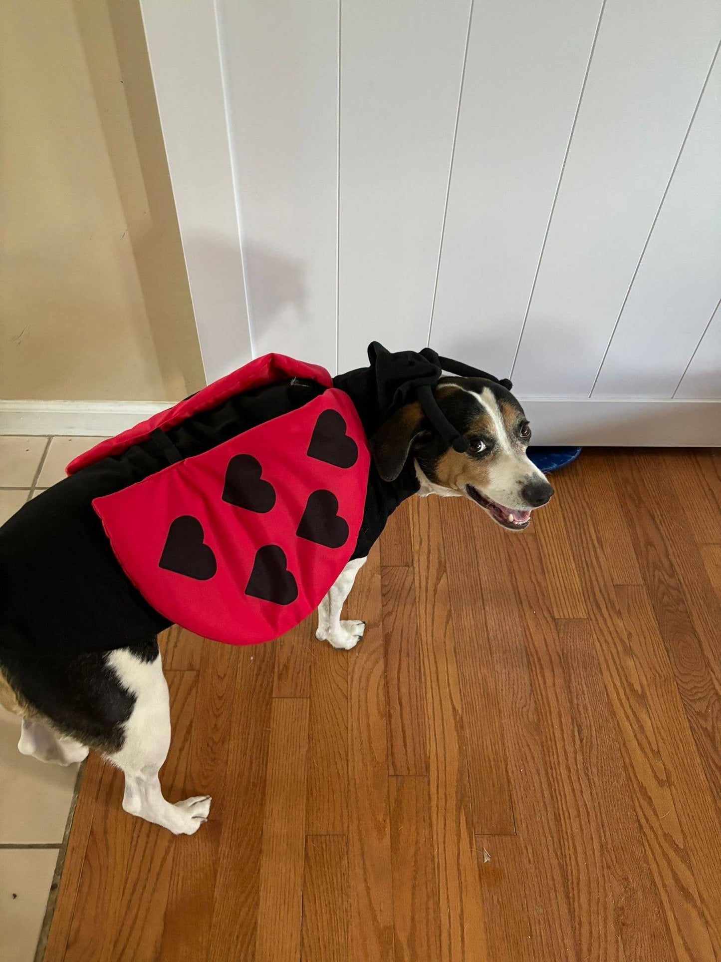 Pet Apparel - Lady Bug