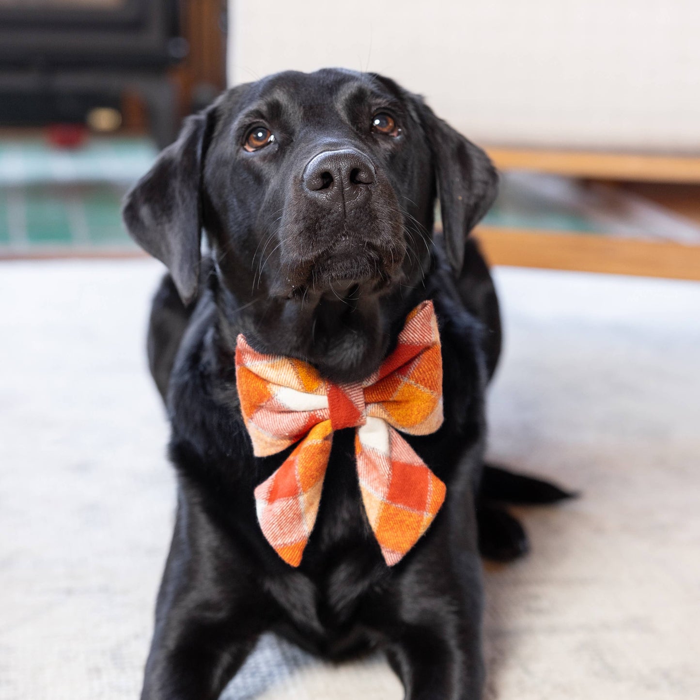 Pumpkin Spice Plaid Flannel Fall Lady Dog Bow