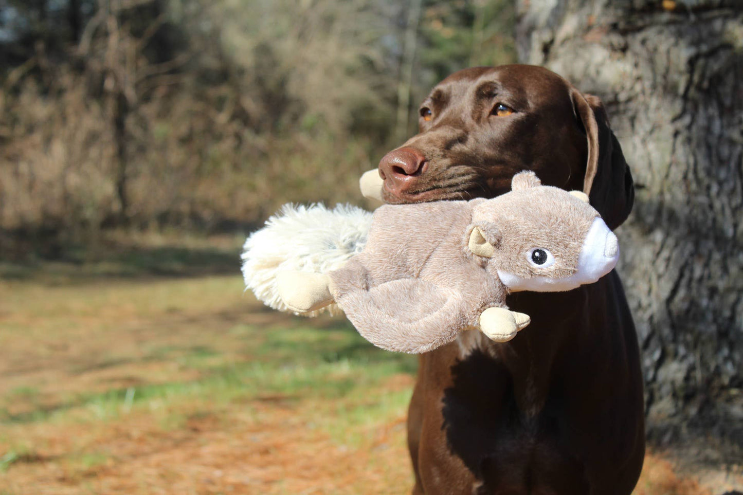 Tall Tails Plush Flying Squirrel Dog Toy - 12"