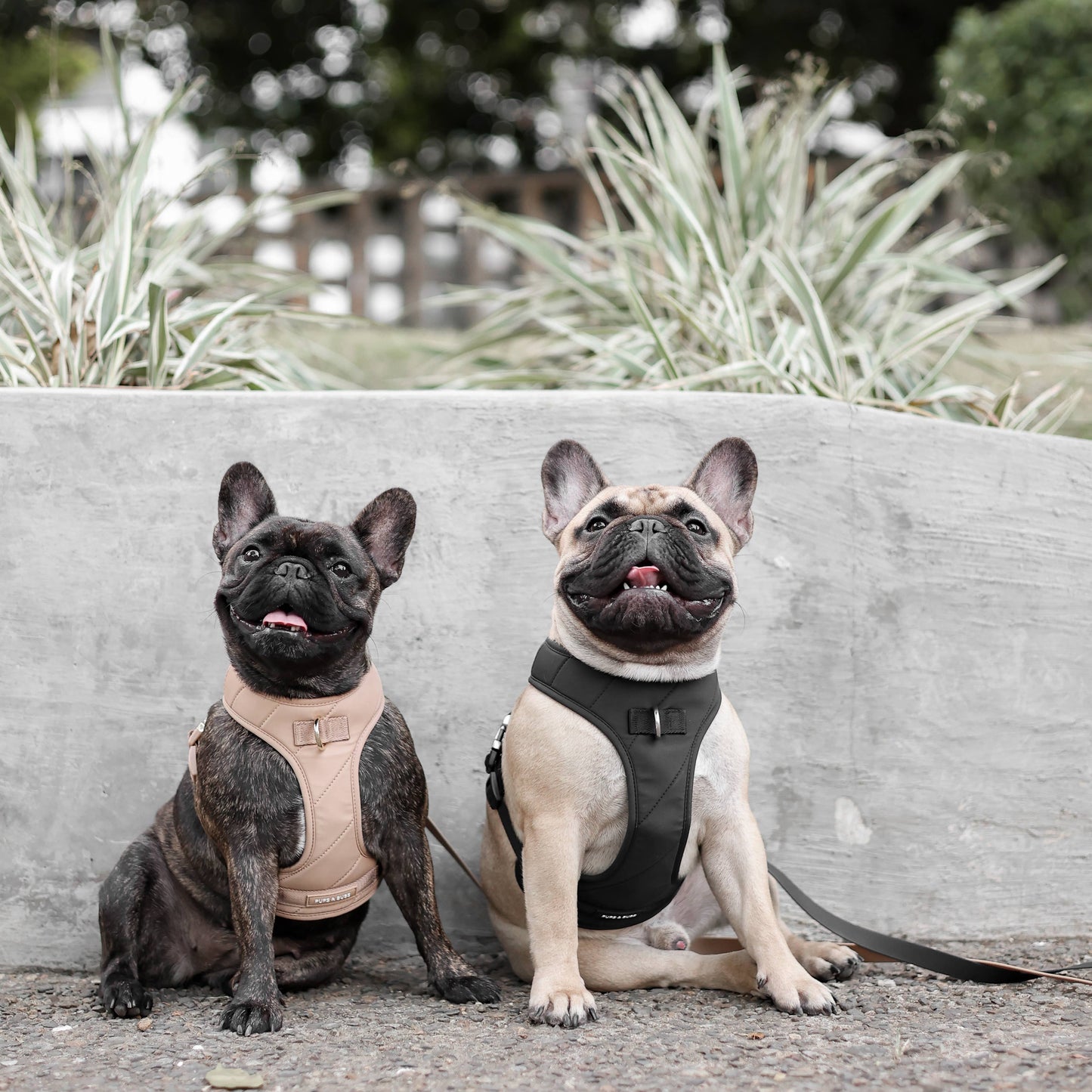 Roam Luxe Harness (Desert) | Dog Walking Gear | Dog Harness