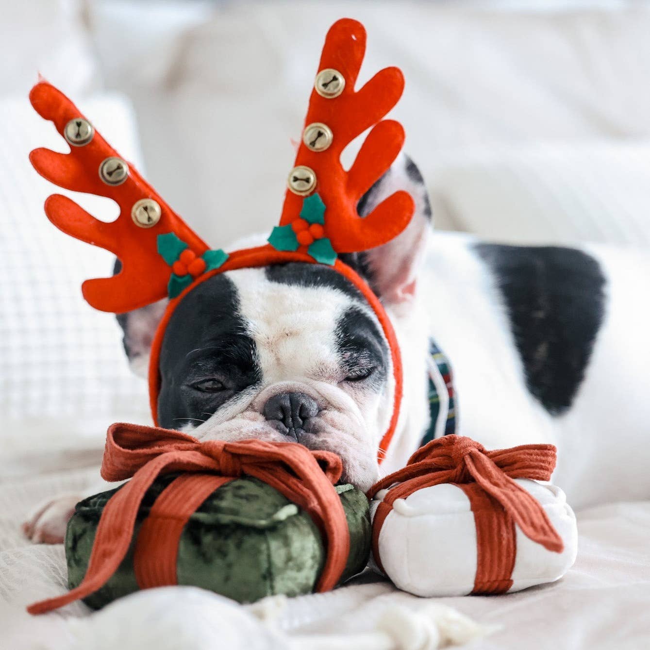 HOLIDAY BOX | CHRISTMAS DOG TOY