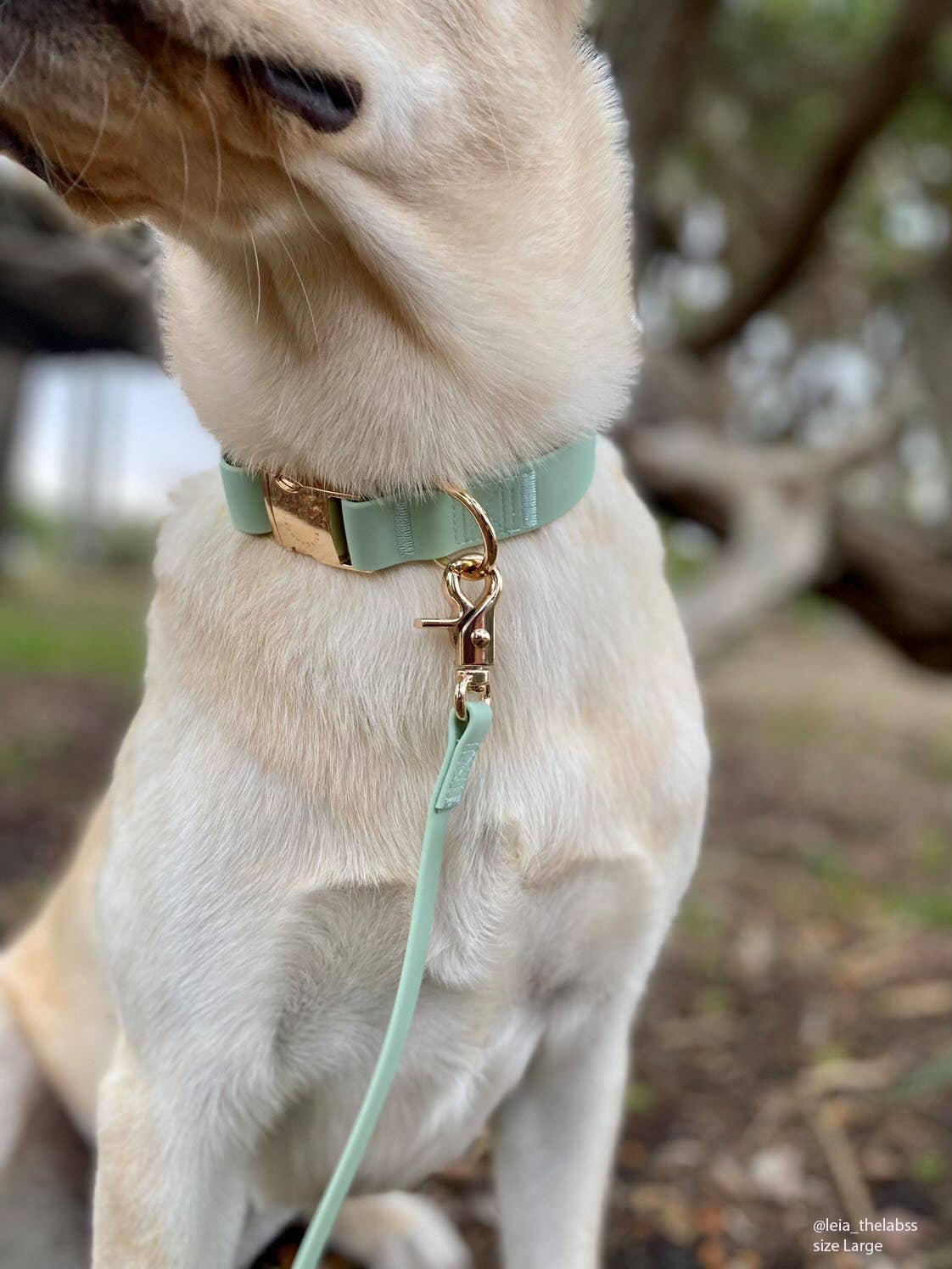 Pistachio Green Waterproof Dog Collar